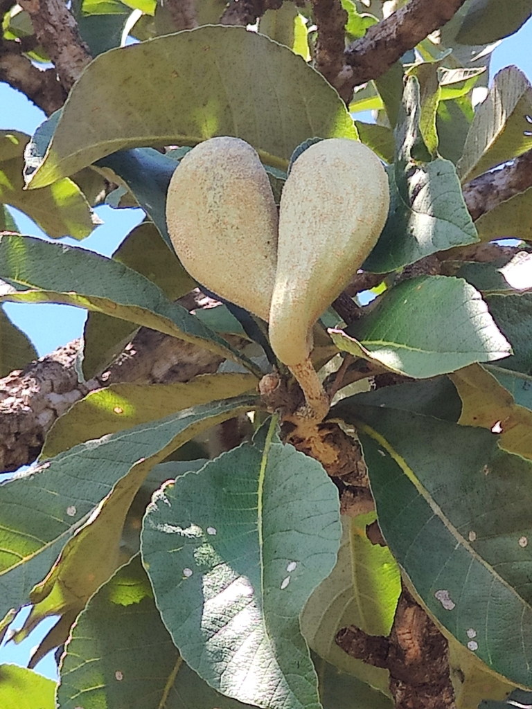 Aspidosperma tomentosum