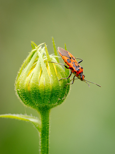 Spotted Firebug