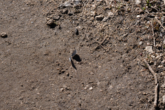 Celastrina echo