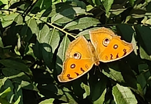 Peacock Pansy