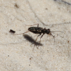 Neocicindela tuberculata