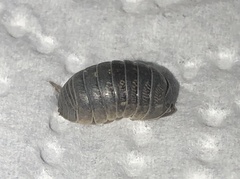 Armadillidium vulgare