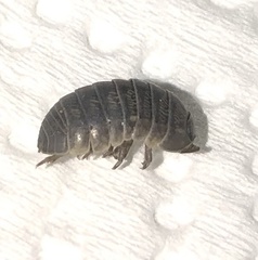 Armadillidium vulgare