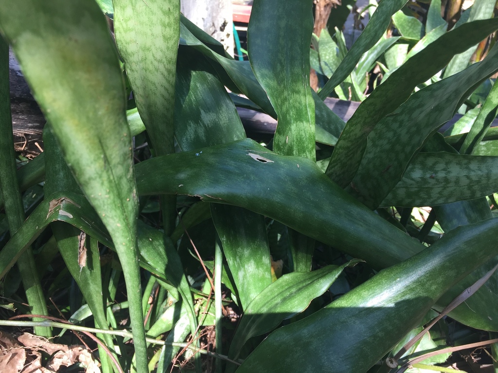 Snake Plant from Puerto Rico, San Germán, PR, US on April 10, 2020 at ...