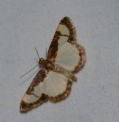 Heliomata cycladata