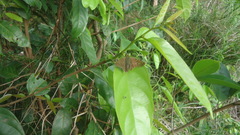 Urbanus proteus