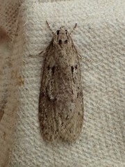 Semioscopis