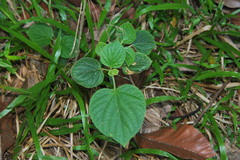 Clerodendrum infortunatum