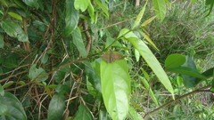 Urbanus proteus