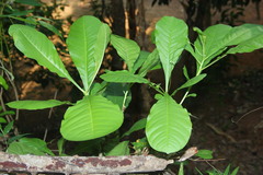 Careya arborea