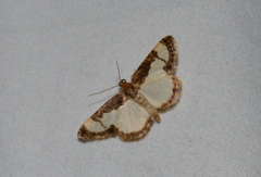 Heliomata cycladata