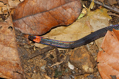 Pseudorabdion albonuchalis