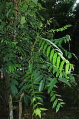 Ailanthus triphysa