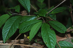 Embelia tsjeriam-cottam