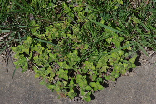 South American Mexican Clover