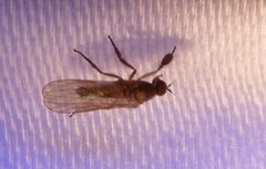 Hilara seriata