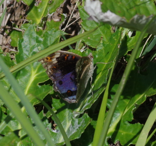 African Blue Pansy