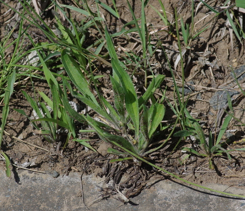 ribwort plantain