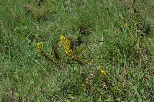 Yellow Cat's Tail