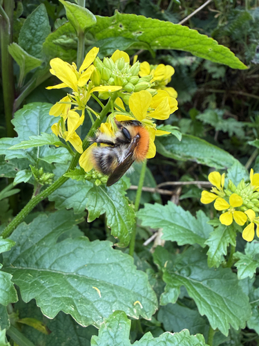 Common Carder Bumble Bee