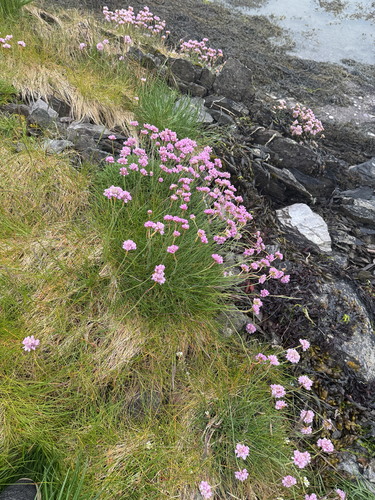 Sea Thrift
