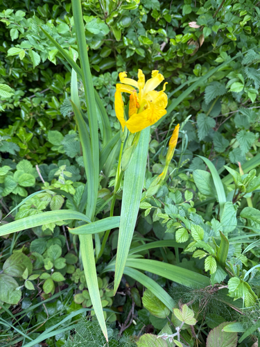 Yellow Iris