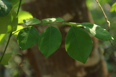 Dalbergia latifolia