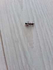 Odontomachus ruginodis