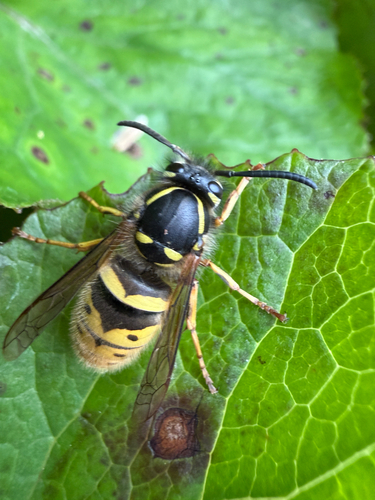 Common European Yellowjacket