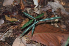 Hemidesmus indicus