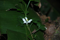 Naregamia alata
