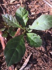 Petiveria alliacea