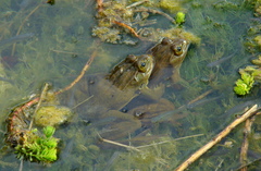 Lithobates chiricahuensis