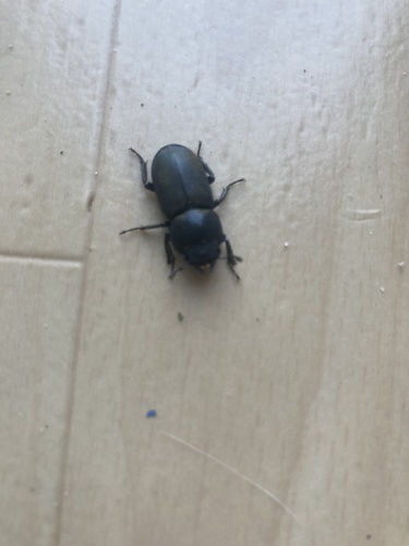 Lesser Stag Beetle