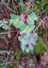 Euphorbia crenulata