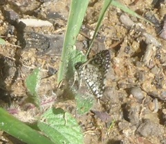 Papilionoidea