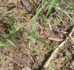 Papilionoidea