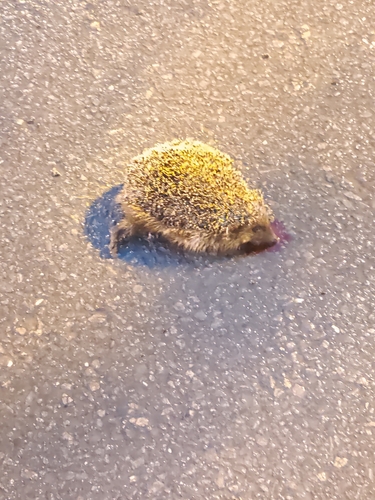 Northern White-breasted Hedgehog