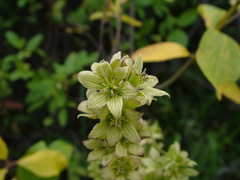 Veratrum album