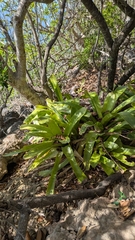 Wittmackia antillana