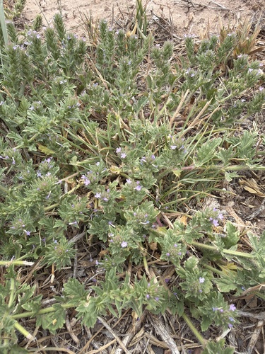 Bigbract Verbena