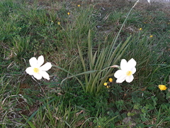 Narcissus poeticus