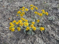 Xanthoparmelia chlorochroa