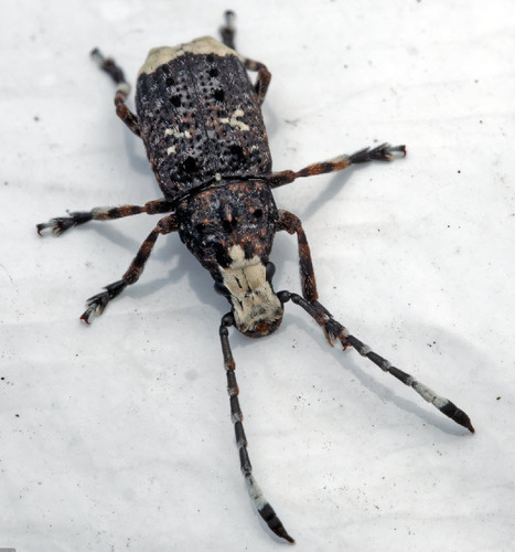 Platystomos albinus