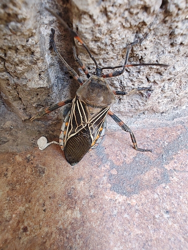 Pachylis gigas
