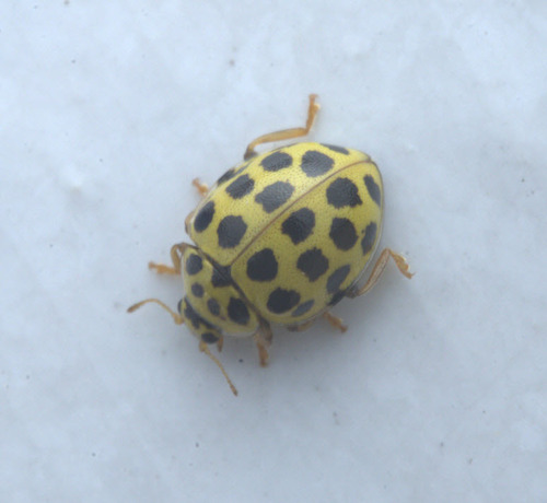 22-spot Ladybird