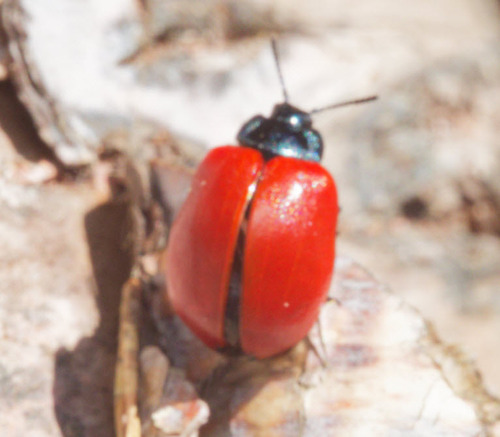 Poplar Leaf Beetle