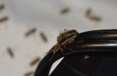 Atalantycha bilineata