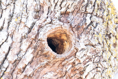 Sitta carolinensis