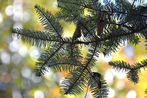 Abies guatemalensis